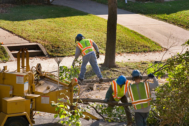 Best Tree Risk Assessment  in Pea Ridge, FL